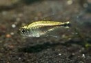 Tetra gold — 2